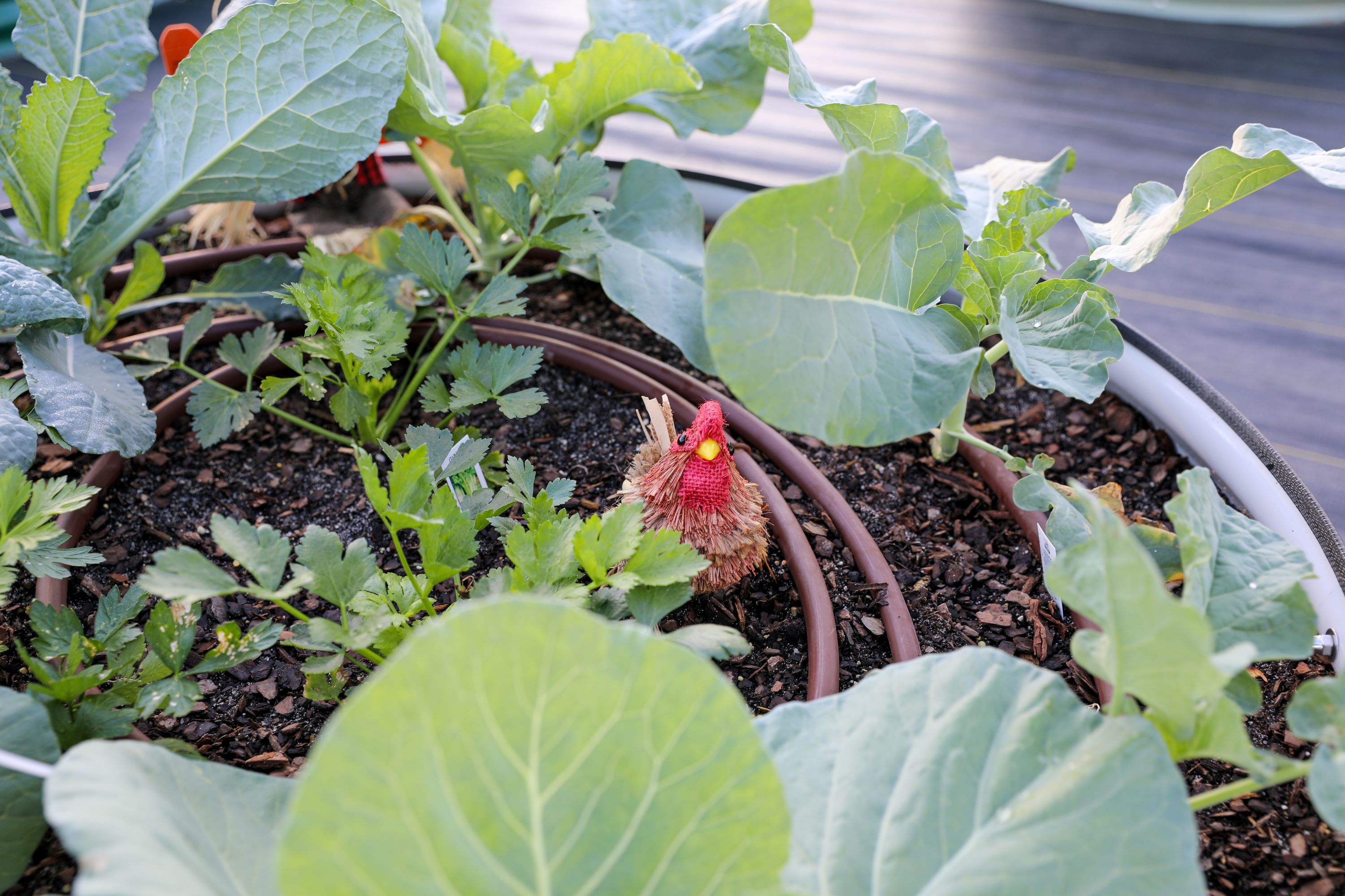 community garden