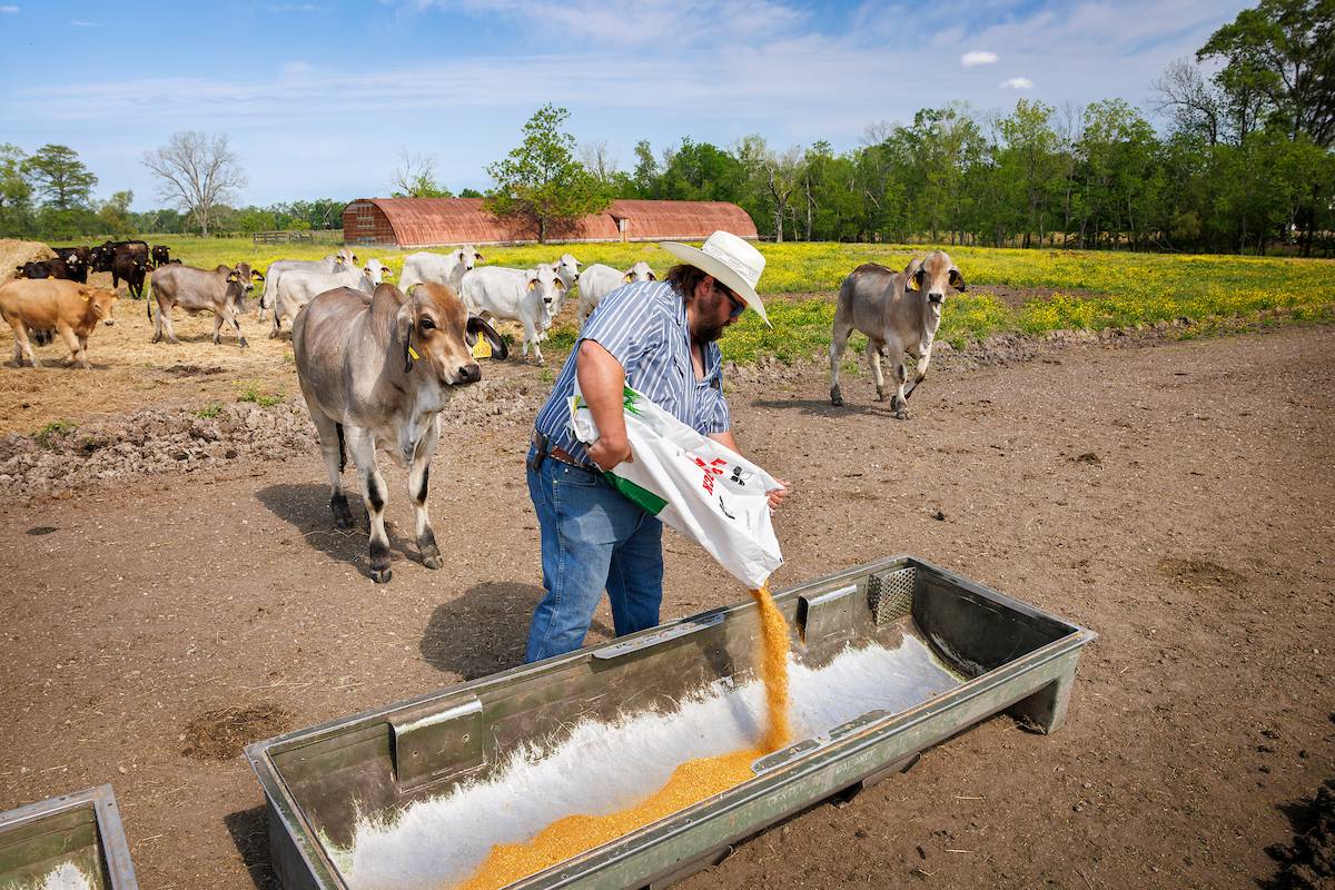 Cobey Hendry feeds cattle at Central Research Station