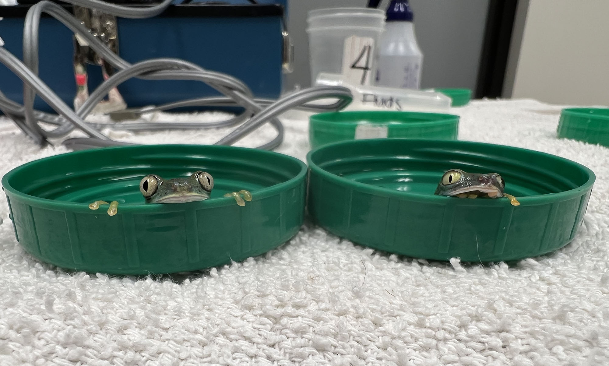 Lemur frogs awaiting their micro-CT scan
