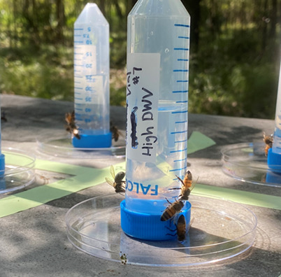 Honey bees are attracted to a feeder during field test