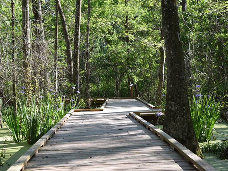 boardwalk through swamp