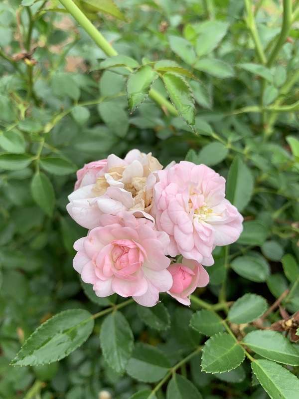 light pink roses