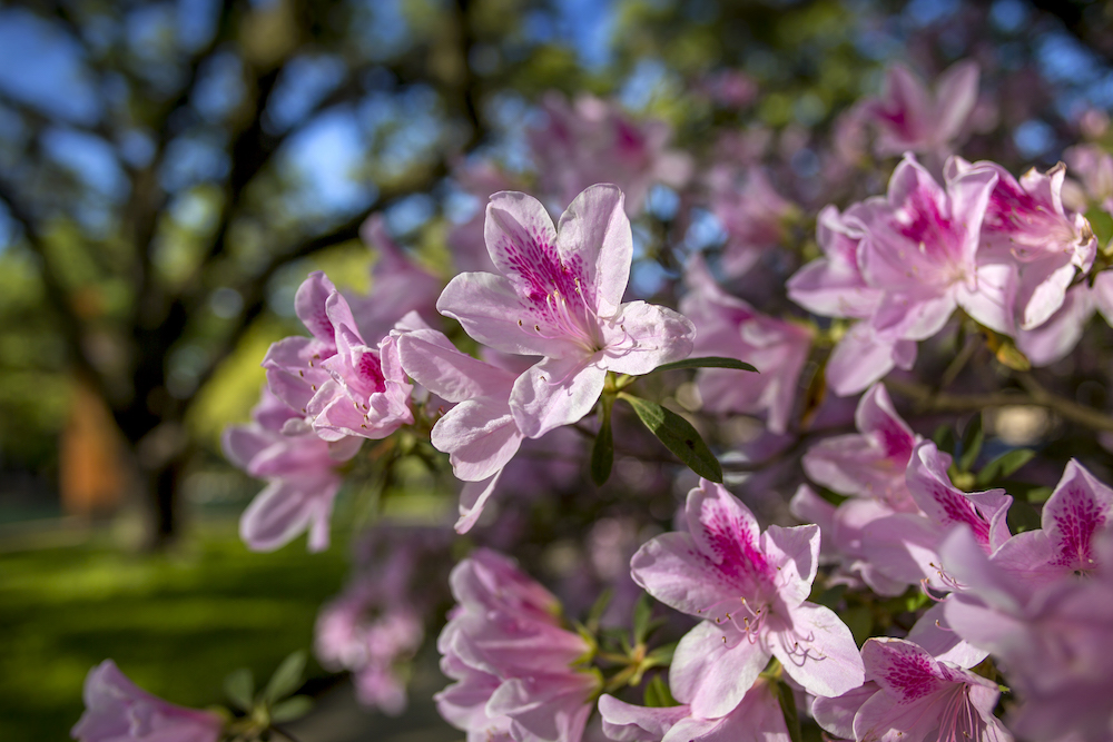 azaleas on campus