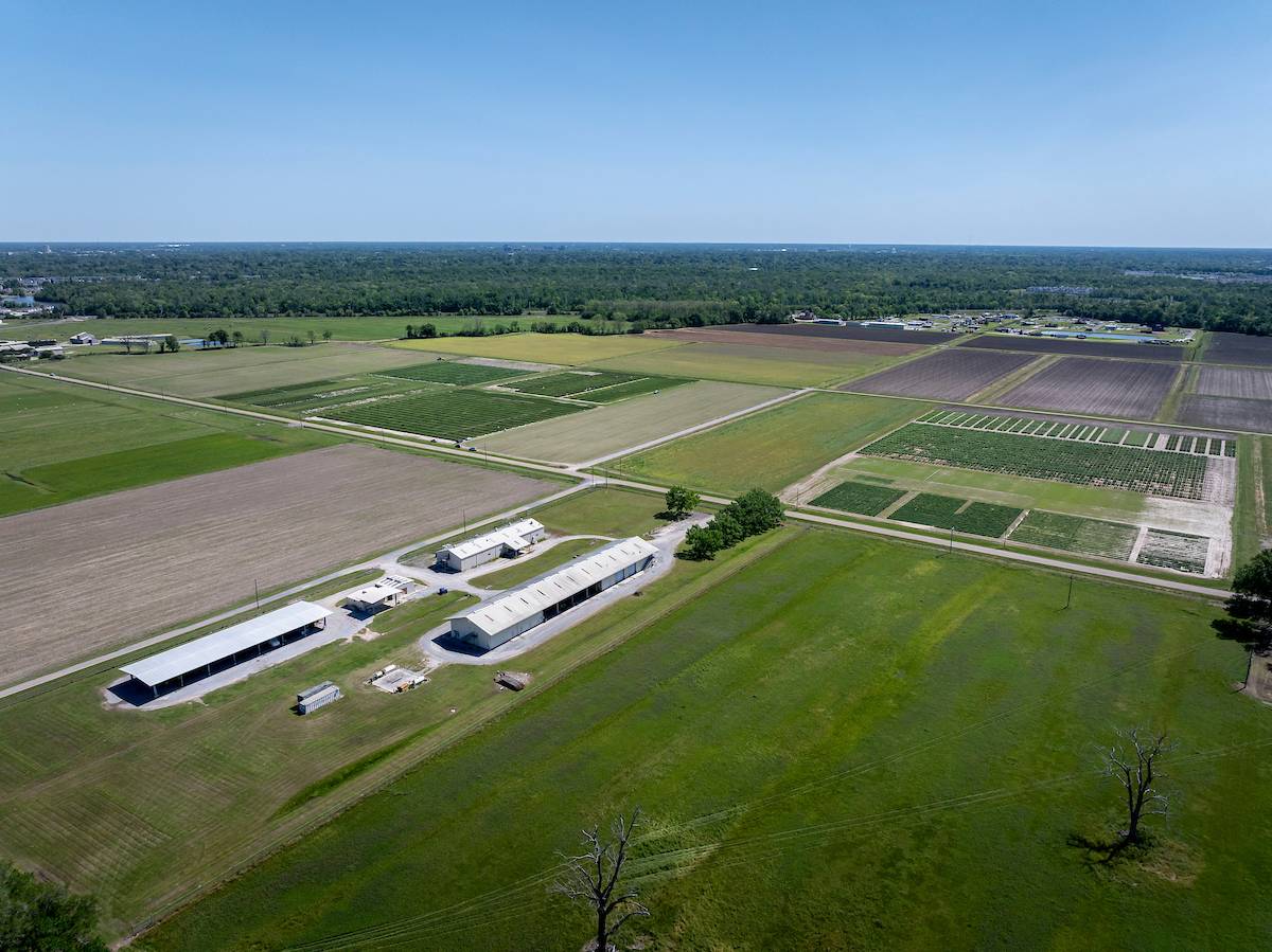 LSU Online Staff and Jessica WIlkes stand in LSU garb