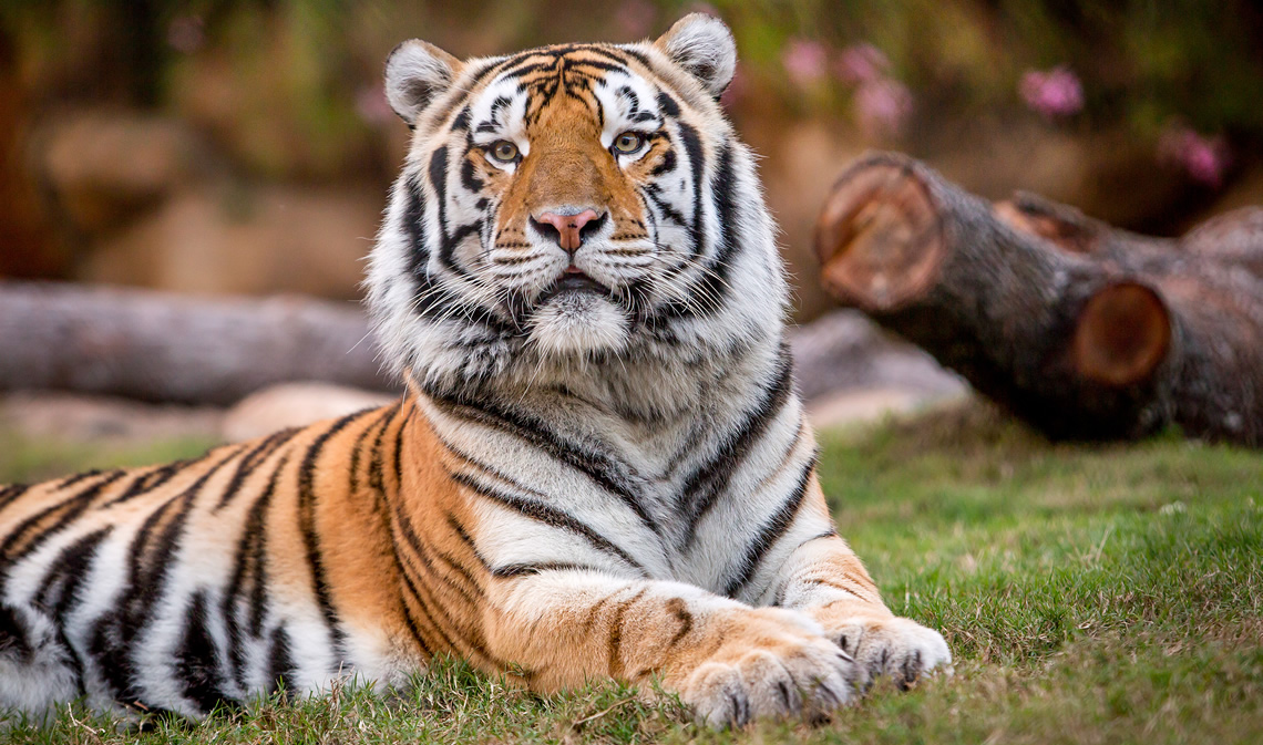 Mike VI