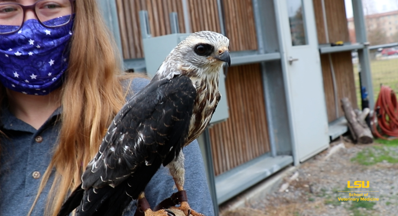 Student with Mississippi kite